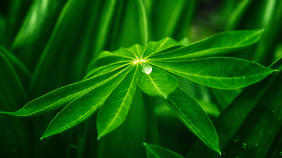 The photo shows a leaf with a water droplet on it, with other leaves forming the background. A large drop of water on a sheet of lupine.