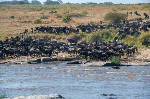 The crossing - Wildebeest and zebras crossing the Mara River during the great migration in Serengeti National Park – Tanzania