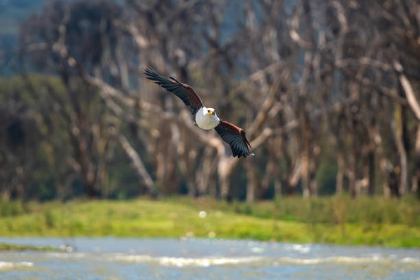 An African Fish Eagle in flight over Lake Naivasha – Kenya
