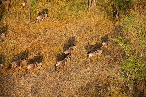 from above- A very big group of wildebeest in the savannah during the great migration taken from above with a hot air balloon Vertical view  - Serengeti - Tanzania