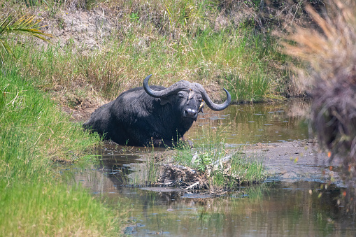 a large male African buffalo immersed in a puddle with two oxpeckers on his snout in the Masai Mara National Park – Kenya
