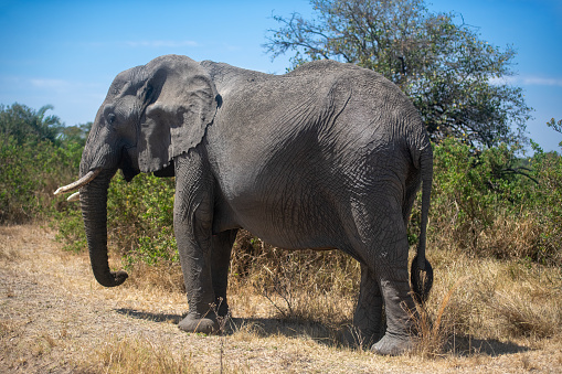 UDA WALAWE, SRI LANKA - JULY 14, 2016: Sri Lankan elephant Elephas maximus maximus and a safari vehicle in Uda Walawe National Park, Sri Lanka