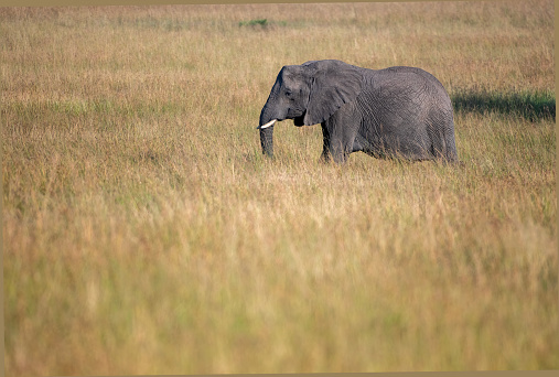 An african elephant bull in the plains, savannah of the Masai Mara National Park – Kenya
