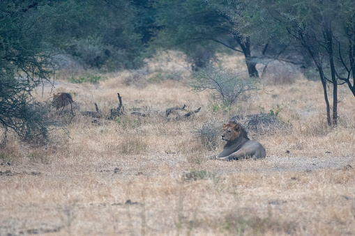 A lion lying on the plains of Tarangire National Park with a forest in the background – Tanzania