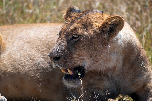 A lioness under the scorching sun in the plains of NgoroNgoro National park – Tanzania