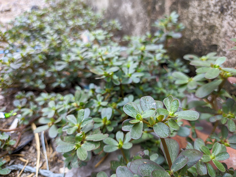 close up of portulaca oleracea plant