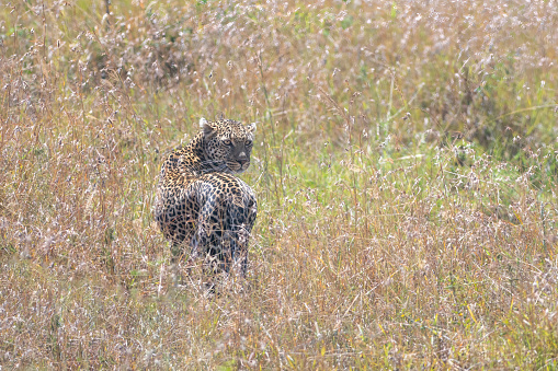 a leopard in the savannah at the masai mara national park - kenya