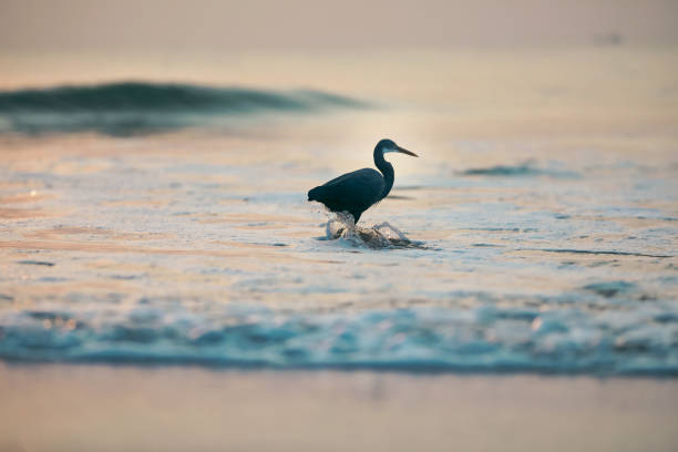 An adventurous bird wades through the tranquil turquoise waters of a beach, exploring its surroundings