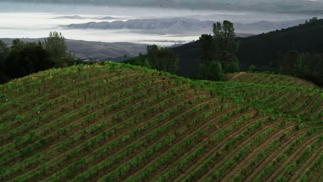 Aerial view of vineyard under fog, France stock video stock video