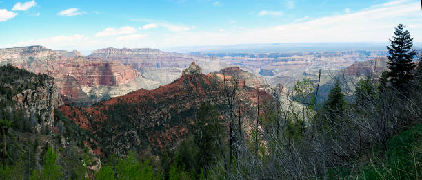 панорамный вид на гранд-каньон, норт-рим, аризона, сша - canyon plateau large majestic стоковые фото и изображения