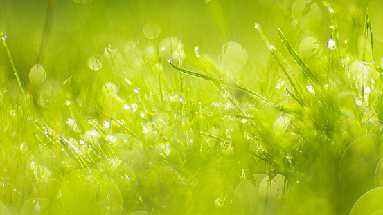 dew grass