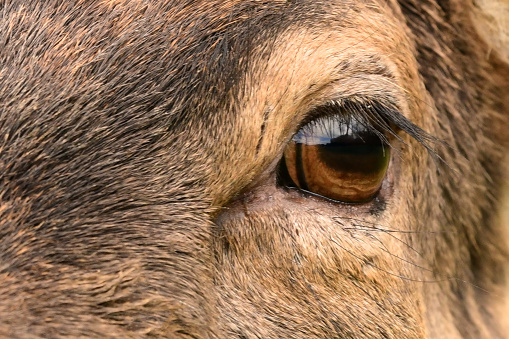 Head shot of a blackbuck (antilope cervicapra) doe