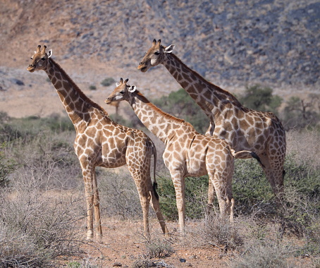 South African giraffe (Giraffa camelopardalis giraffa) in the savannah in Hardap region