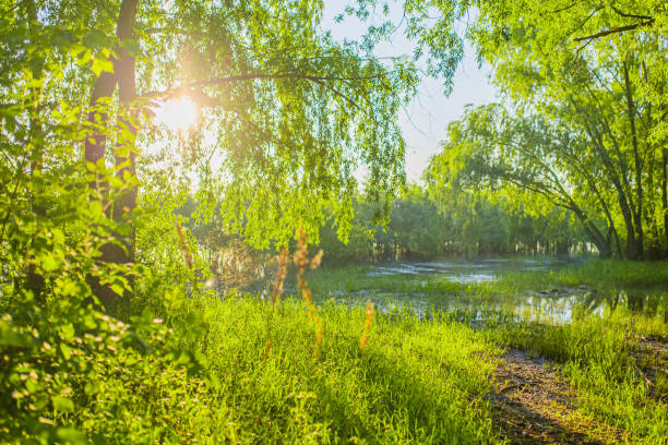 istock Spring meadow. Green grass. Nature background. Sustainability. 1917476039