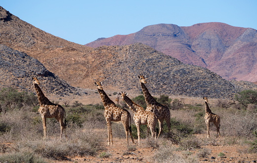 South African giraffe (Giraffa camelopardalis giraffa) in the savannah in Hardap region
