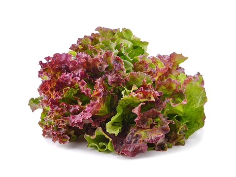 Fresh organic red lettuce isolated on white background