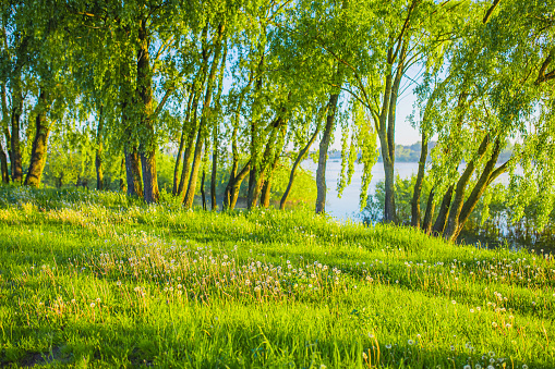 Spring meadow. Green grass.