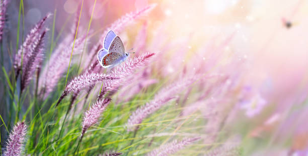 Beautiful background image in soft pastel colors on a nature theme.
