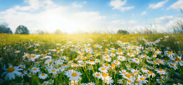 istock Beautiful pastoral spring landscape with blooming dandelions. 1917480259