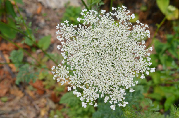 A wildflower hemlock A wildflower hemlock in blooming, top down cicuta virosa stock pictures, royalty-free photos & images