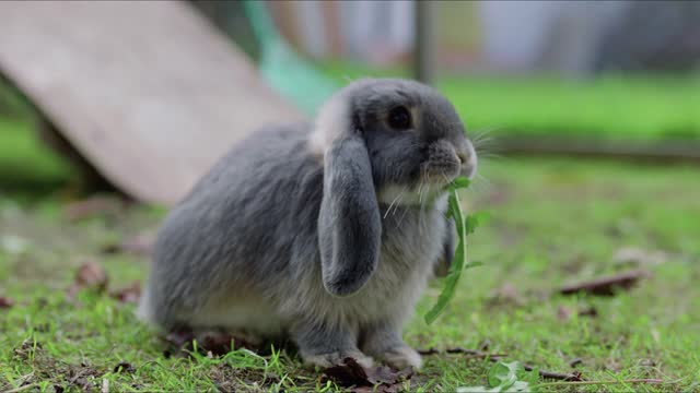Cute gray Cottontail bunny rabbit munching grass in the garden stock video