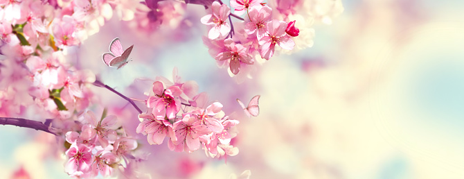 Branches of blossoming cherry against background of blue sky and fluttering butterflies in spring on nature outdoors. Pink sakura flowers, dreamy romantic artistic image of spring nature.