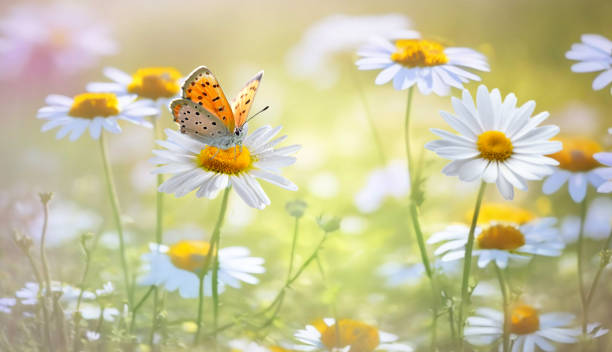 istock Beautiful background image for creative work on the theme of nature. 1917485000