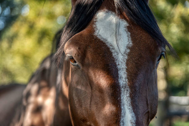 portrait of beautiful male horse with white spot in forehead – Foto
