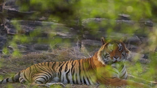 Royal Bengal tiger relaxing in Central Indian Forest