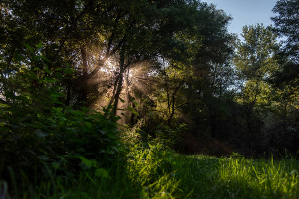 istock Forest naturescape. Firs, bushes and green grass 1917495562