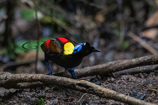 Wilson's bird-of-paradise (Diphyllodes respublica) observed in Waigeo in West Papua, Indonesia