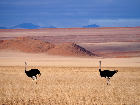 The Emu (Dromaius novaehollandiae) is the largest bird on the Australian continent reaching up to 6ft in height and capable of achieving speeds of 30 miles per hour.