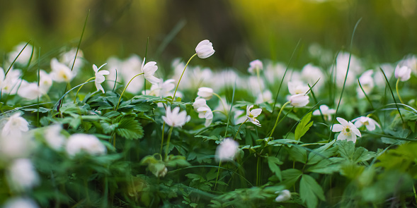 Close up of wood anemone (anemone nemorosa) flowers in bloom