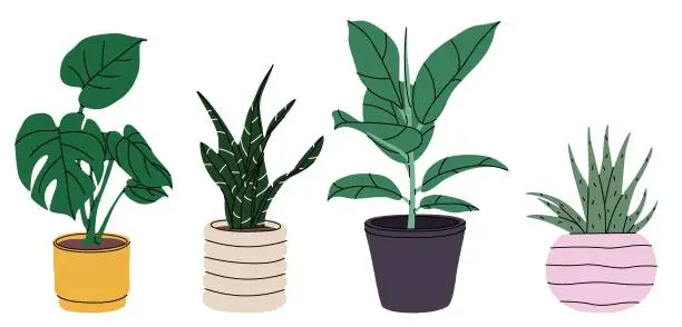Vector illustration of different tropical house plant. Ficus, monstera, protea, pellaea, succulent in various pot, vase.