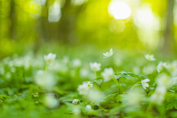 istock Spring flower macro photography. Forest floor. Nature background. Sustainability. 1917512906