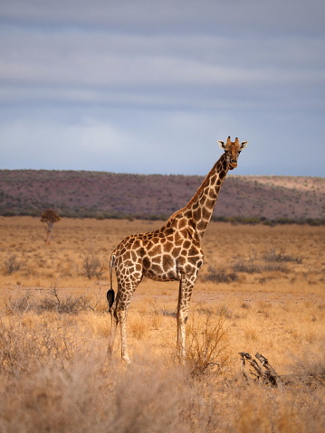 South African giraffe (Giraffa camelopardalis giraffa) in the savannah in !Karas region