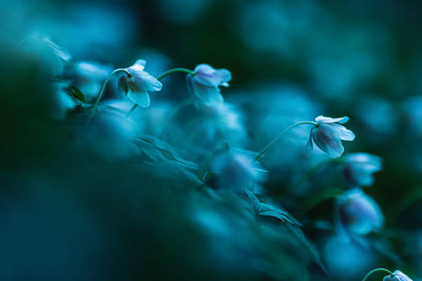 Spring flower macro photography. Forest floor. Nature background. Sustainability.