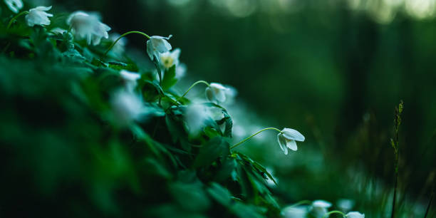 istock Spring flower macro photography. Forest floor. Nature background. Sustainability. 1917523844