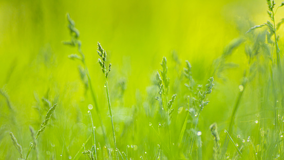 Spring meadow. Green grass.