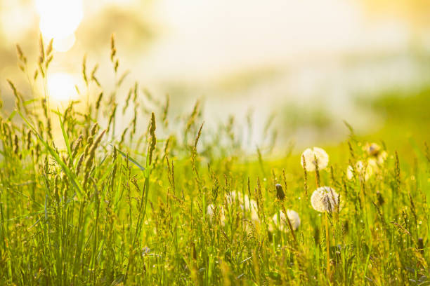 Spring meadow. Green grass.