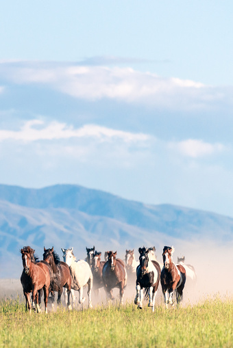 Dust in the air as a group of wild horses gallop in rural Utah, with the Rocky Mountains in the background.