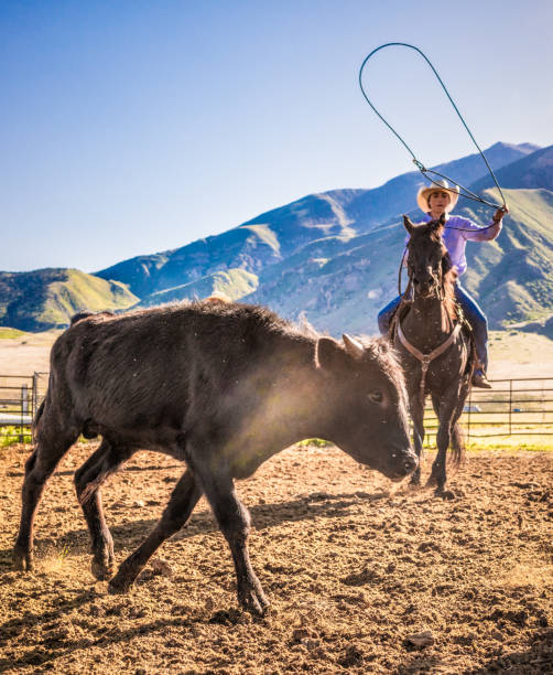 A female rancher throwing a lasso rope to catch a calf on a hill ranch in Utah, USA.