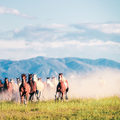 Dust in the air as a group of wild horses gallop in rural Utah, with the Rocky Mountains on the horizon.