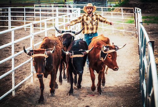 A man moving rodeo cattle in western USA.