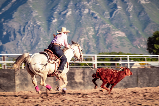A woman racing on horseback as she competes in a rodeo to lasso a calf.