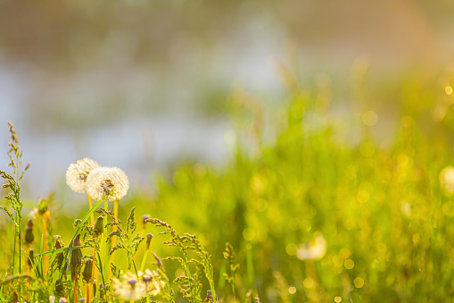 Blossoming dandelion close-up