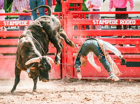 A rodeo rider thrown into the air by an angry bull during a bareback riding competition in Utah, USA.