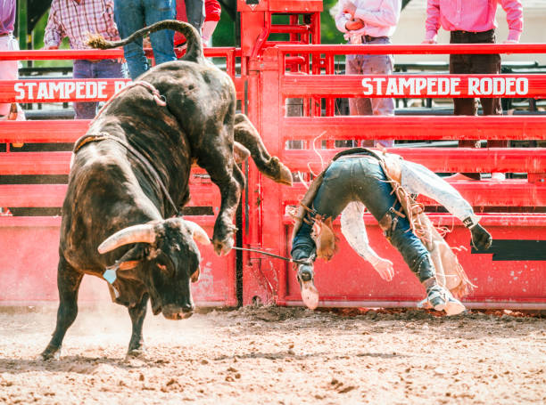 Rodeo cowboy thrown from bareback bull stock photo