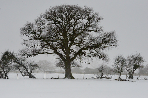 Beautiful large tree stands proudly in a snowy field on a cold winters day in rural Shropshire UK