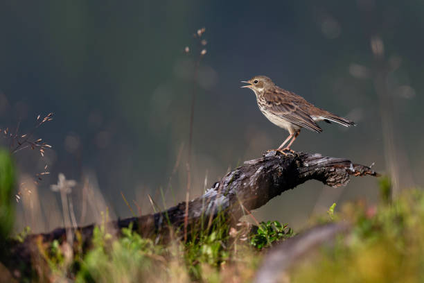 istock Close-up of a meadow pipit perched on a bark 1917562785